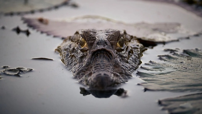 Aligator, Edmundo Navarro de Andrade state forest in Rio Claro city, São Paulo, Brazil